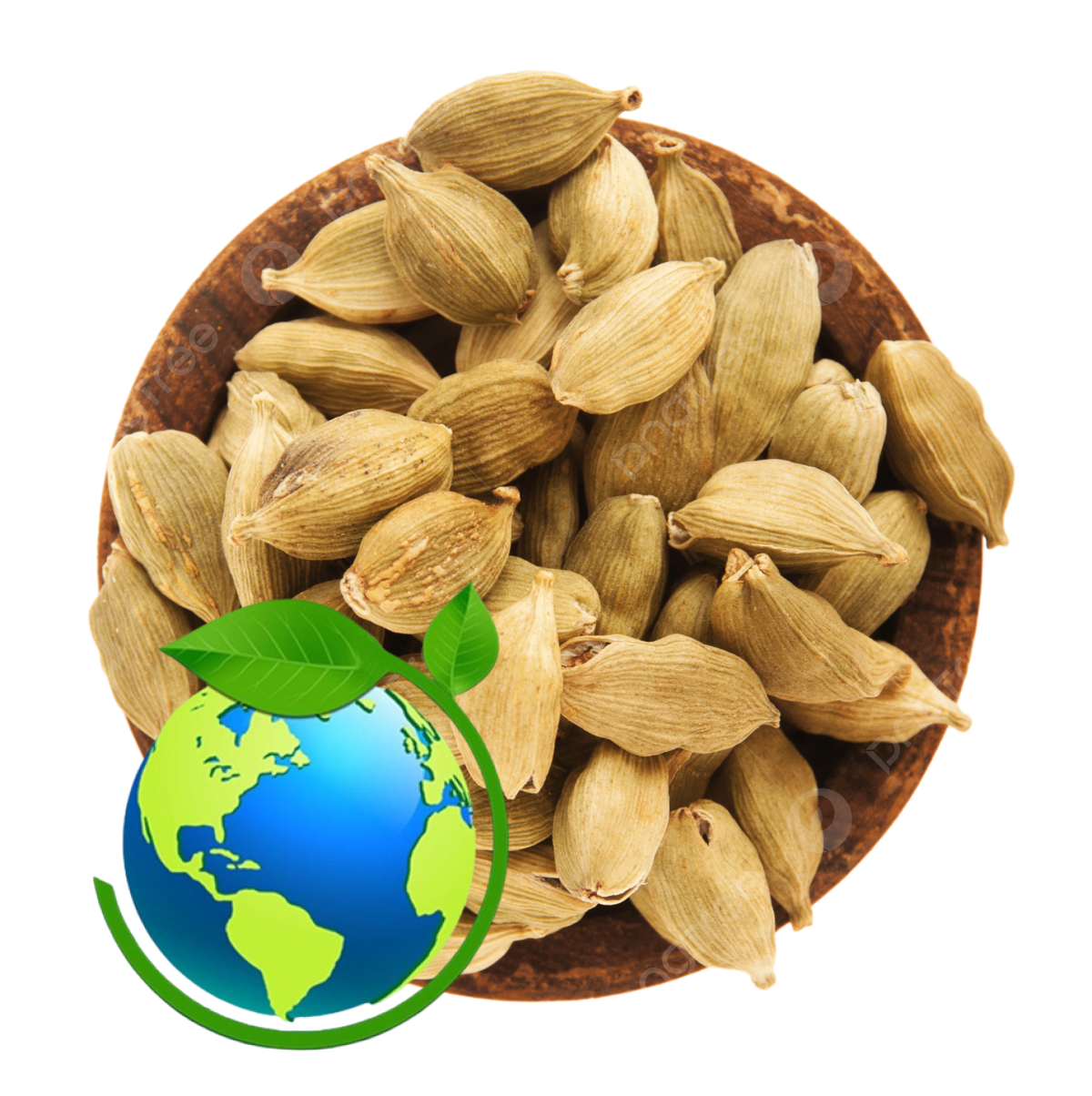 White cardamom